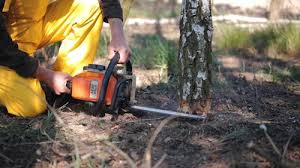 Best Storm Damage Tree Cleanup  in St Michaels, MD