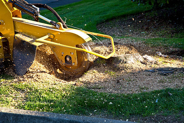 Best Soil Testing and Treatment  in St Michaels, MD