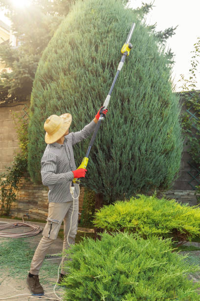 Best Lawn Pest Prevention  in St Michaels, MD